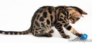 Bengal Kitten rosetted